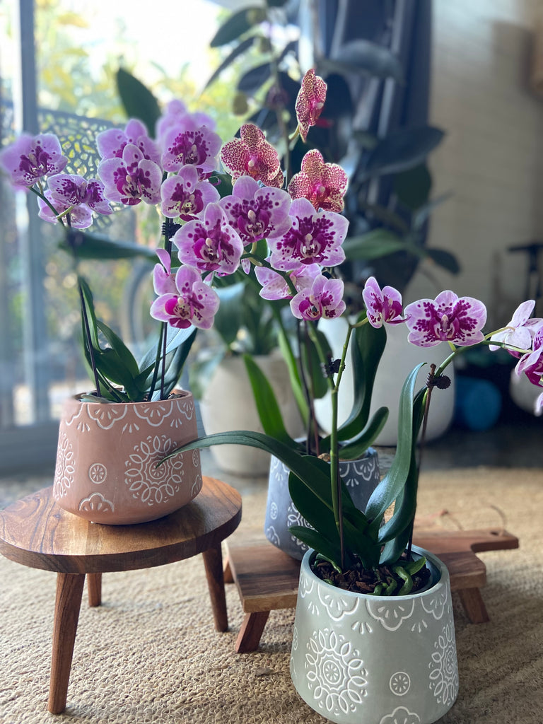 Plants